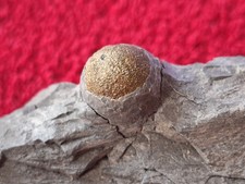 Pyrit-Kugel im Muttergestein