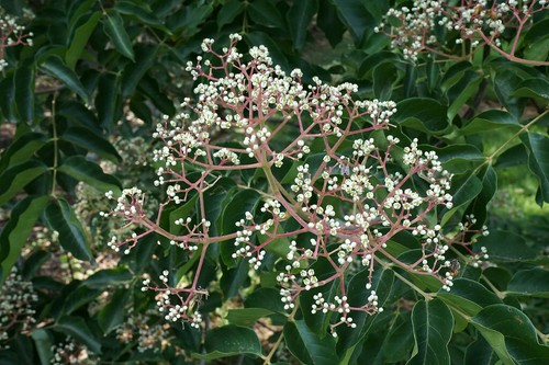 Bienenbaum euodia hupehensis - bienenbaum,