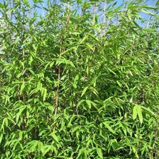 Wickinger Gartenbambus