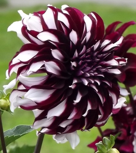 Dahlien - ,