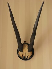 Oryx gazella, Antilope 