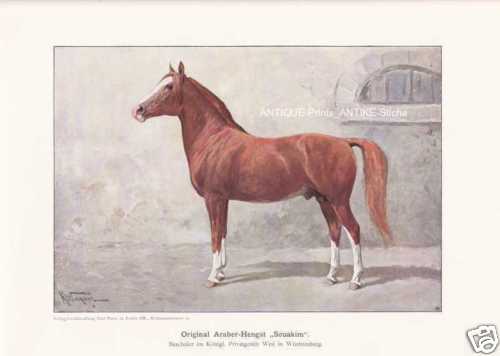 Araber hengst souakim pferde - "souakim",