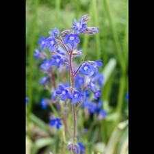 Anchusa azurea 'Dropmore' - Große Garten-Ochsenzunge 'Dropmore' - 11cm Topf 