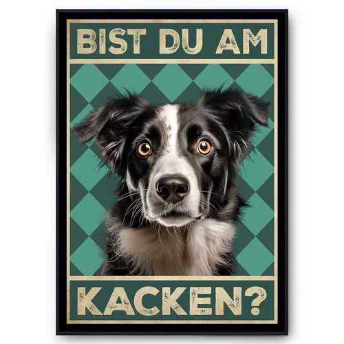 Border collie bist - bist, am