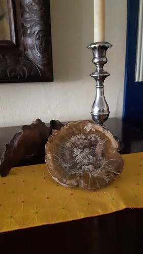 Scheibe versteinertes holz - scheibe,