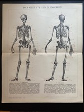 antike Grafik Medizin / Anatomie: Skelett des Menschen um 1900 