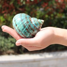 Natürliche Grüne Shell