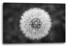 Wandbild Pusteblume