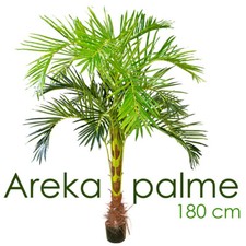 Palmenbaum Palme Arekapalme