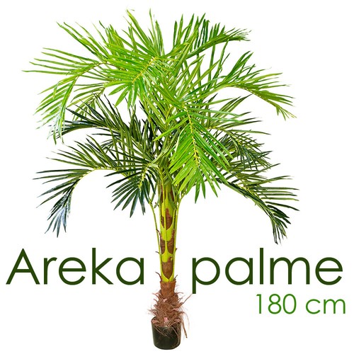 Palmenbaum palme arekapalme - palmenbaum,
