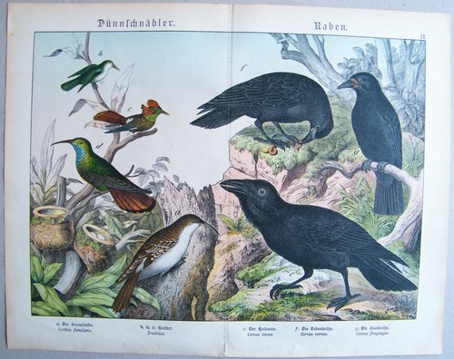 Chromo lithografie 1886 - chromo-lithografie,