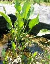 Froschlöffel, Alisma plantago aquatica  Teichpflanzen Teichpflanze Sumpfpflanze