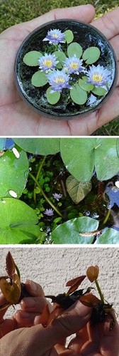 Blaue seerose für - seerose,