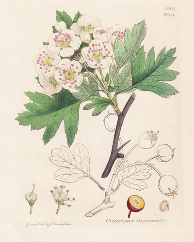 Mespilus oxyacantha mispel - mespilus,
