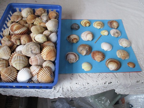 1kg schöne herzmuscheln - schöne,