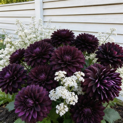 80001857 dahlia hollyhill - 80001857,