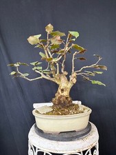 Rote Haselnuss Bonsai