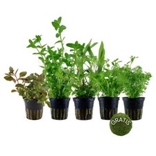 Pflanzen set mit anti algen - anti,