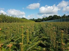 20st. Nordmanntannen Set : 10st 5j. + 10st. 2j. Weihnachtsbaum Wurzelware