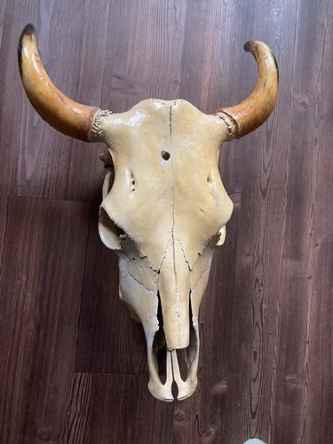 Tierschädel rinder kopf - tierschädel,