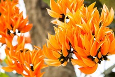 Samen tropische blüten - tropische,