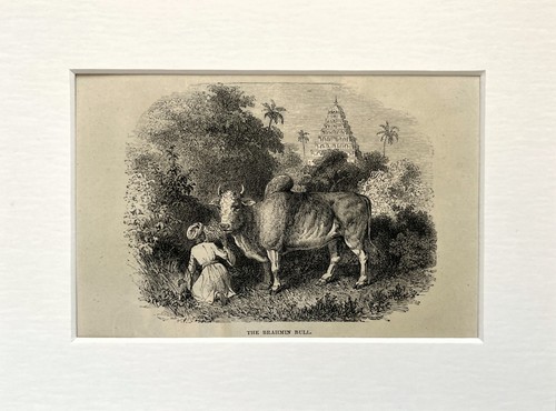 Brahman stier kuh - kuh, tierdruck