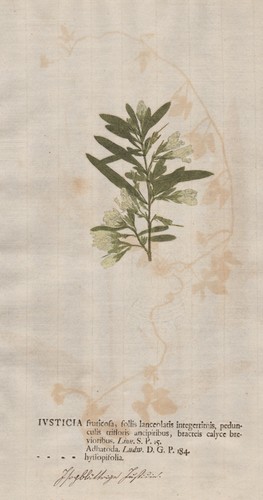 Justicia hyssopifolia