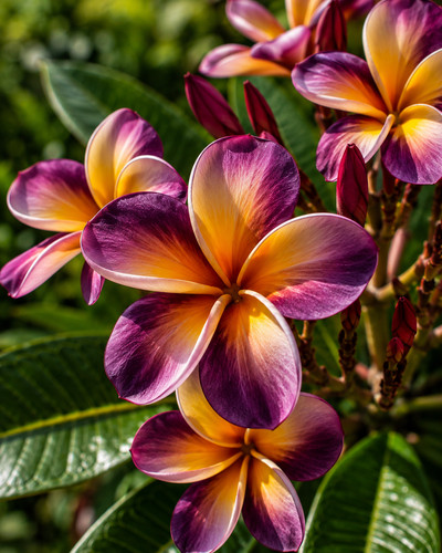 80001692 plumeria frangipani - plumeria,