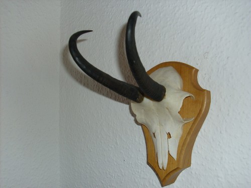 Gamsgeweih gamskrucke gamsbock - gamsgeweih,