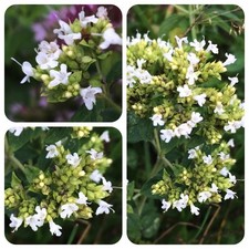 Griechischer Oregano Origanum hirtum weißblühender Origano aromatisches Gewürz