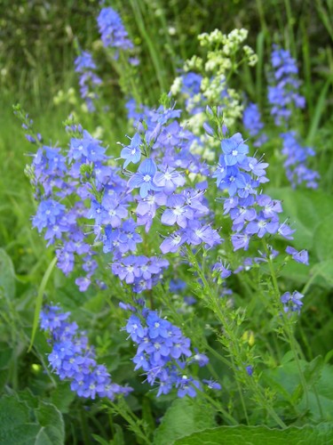 Veronica teucrium grosser - teucrium,