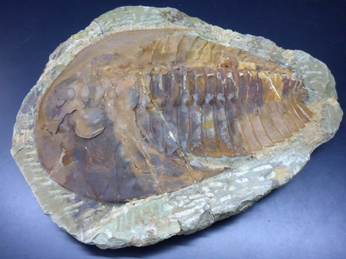 Große trilobiten platte 25cm - große,