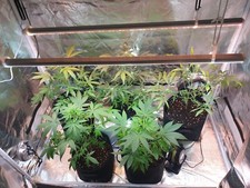 Growbox komplettset led