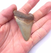 Super Qualität ! 6,7 cm