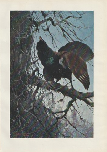 Auerhuhn - , (tetrao