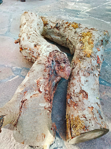 Apfelbaum aststück mit - 2x,