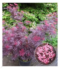 Terrassen-Holunder "Cherry