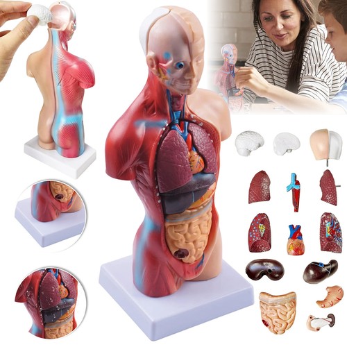 Körpermodell torso anatomie - torso,
