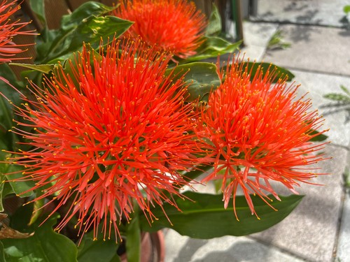 Blutblume haemanthus - blutblume,,