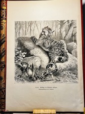 Wildcat in Leghold Iron 1879