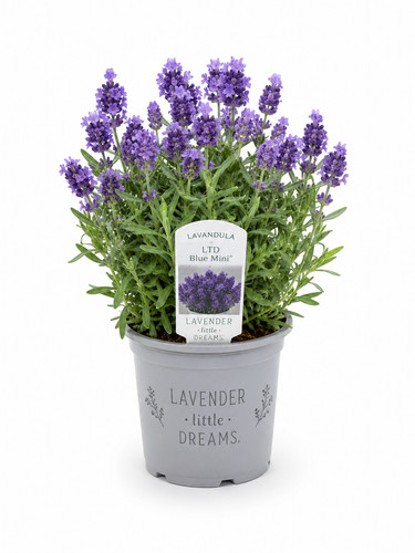 Lavendel winterhart - lavendel, –