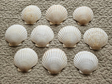 10x japanische Serviermuscheln ca. 13x12 cm groß Jakobsmuscheln Made in Japan
