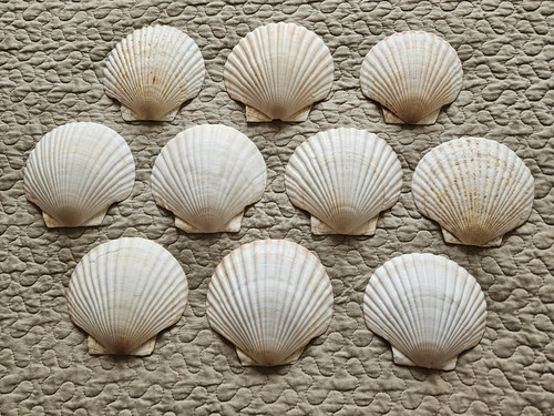 10x japanische serviermuscheln - 10x,