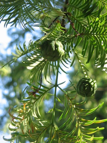 Urweltmammutbaum metasequoia - urweltmammutbaum,