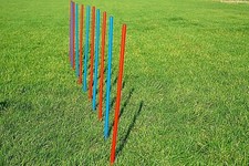 AGILITY-ÜBUNGS-SET in blau /
