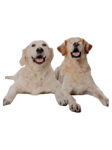 Der familienhund magazin für - magazin,