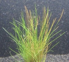 Eleocharis acicularis -