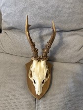 Kapitaler Rehbock Geweih, Jagd