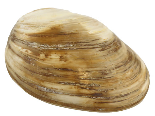 Muschel cardenia versteinert - muschel, versteinert.