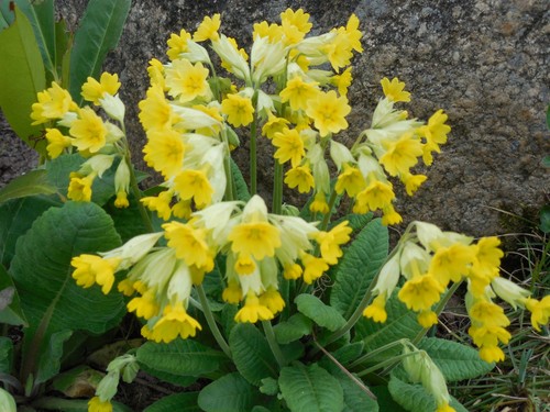 Pflanze/Blume/Staude